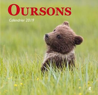 Couverture du livre « Oursons calendrier (édition 2019) » de  aux éditions Place Des Victoires