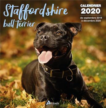 Couverture du livre « Calendrier stafforshire bull terrier (2020) » de  aux éditions Artemis