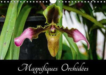 Couverture du livre « Magnifiques orchidees calendrier mural 2018 din a4 horizonta - belles photographies d orchide » de Woehlke J aux éditions Calvendo