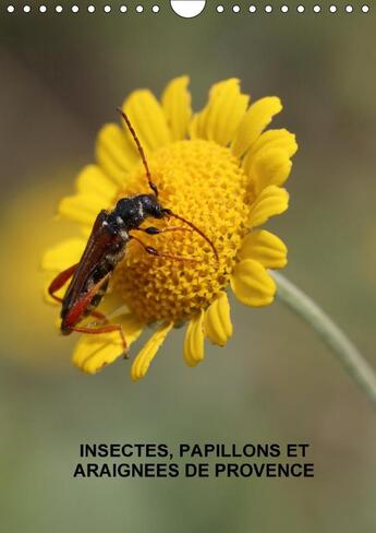 Couverture du livre « Insectes papillons et araignees de provence calendrier mural - les insectes papillons et arai » de Julien M aux éditions Calvendo