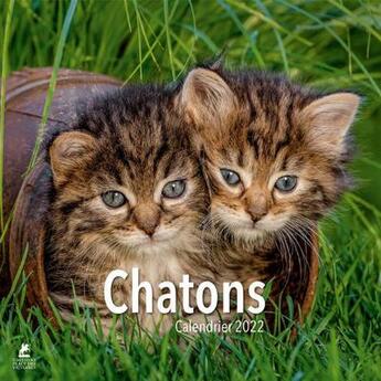 Couverture du livre « Chatons : calendrier (édition 2022) » de  aux éditions Place Des Victoires