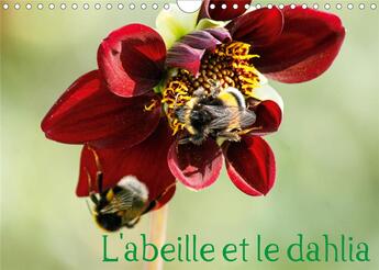 Couverture du livre « L abeille et le dahlia calendrier mural 2020 din a4 horizontal - le dahlia et l abeille en parf » de Illam Daniel aux éditions Calvendo