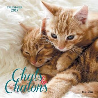 Couverture du livre « Calendrier mural 2016 ; chats & chatons » de  aux éditions Hugo Image