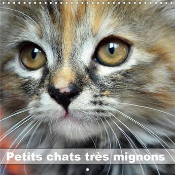 Couverture du livre « Petits chats tres mignons calendrier mural 2020 300 300 mm square - photos fascinantes des tigres » de Chrystal Jennif aux éditions Calvendo