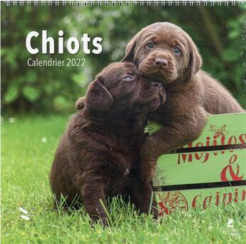 Couverture du livre « Chiots : calendrier (édition 2022) » de  aux éditions Place Des Victoires