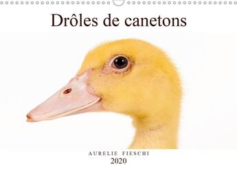 Couverture du livre « Drôles de canetons (édition 2020) » de Aurelie Fieschi aux éditions Calvendo