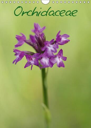 Couverture du livre « Orchidees de france calendrier » de Makhloufi Djama aux éditions Calvendo