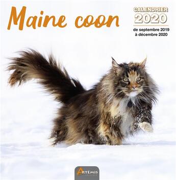 Couverture du livre « Calendrier maine coon (2020) » de  aux éditions Artemis