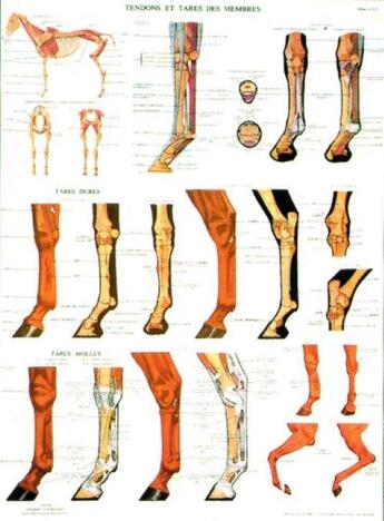 Couverture du livre « Planche n 2 tendons de cheval tares » de Ffe aux éditions Lavauzelle