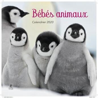 Couverture du livre « Calendrier bébés animaux (édition 2020) » de  aux éditions Place Des Victoires