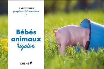 Couverture du livre « Calendrier 52 semaines bébés animaux rigolos » de  aux éditions Chene