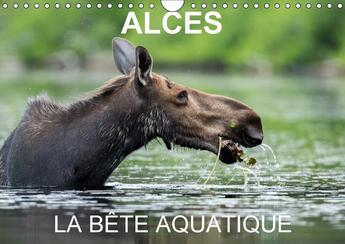 Couverture du livre « Alces la bete aquatique calendrier mural 2018 din a4 horizon - 13 photos d orignaux dans leur » de Henry P aux éditions Calvendo