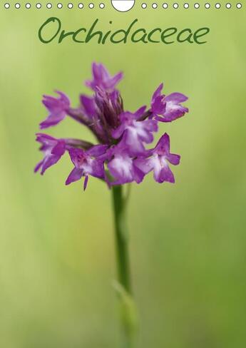 Couverture du livre « Orchidaceae calendrier mural 2018 din a4 vertical - orchidees de france calendrier » de Makhloufi D aux éditions Calvendo