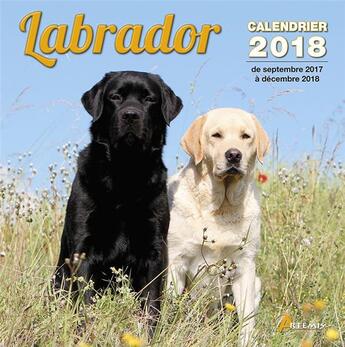 Couverture du livre « Labrador (édition 2018) » de  aux éditions Artemis