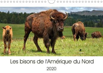 Couverture du livre « Les bisons de l amerique du nord calendrier mural 2020 din a4 horizontal - le bison est le plus gran » de Wilczek Dieter aux éditions Calvendo