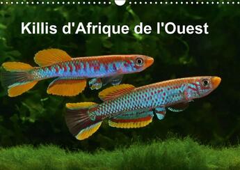 Couverture du livre « Killis d afrique de l ouest calendrier mural 2018 din a3 hor - poissons colores calendrier me » de Pohlmann R aux éditions Calvendo