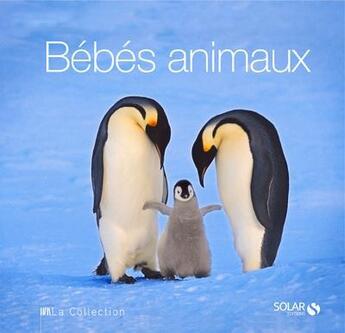 Couverture du livre « Bebes animaux - la collection » de Serena Ildos Angela aux éditions Solar