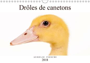 Couverture du livre « Droles de canetons calendrier mural 2018 din a4 horizontal » de Fieschi A aux éditions Calvendo