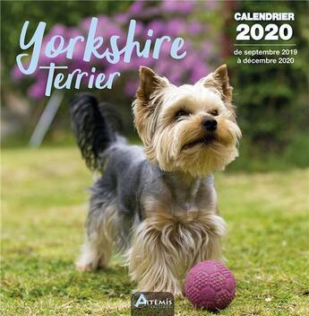 Couverture du livre « Calendrier yorkshire terrier (2020) » de  aux éditions Artemis