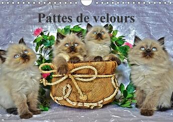 Couverture du livre « Pattes de velours calendrier mural 2018 din a4 horizontal - seance photos de chatons calen » de S Ume S aux éditions Calvendo