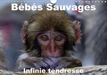 Couverture du livre « Bebes sauvages infinie tendresse calendrier mural 2018 din a - bebes mamiferes dans leur envi » de Hagege M aux éditions Calvendo