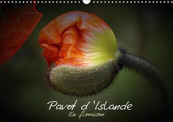 Couverture du livre « Pavot d islande en floraison calendrier mural 2018 din a3 ho - le pavot d islande depuis le b » de Brillard T aux éditions Calvendo