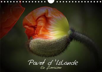 Couverture du livre « Pavot d islande en floraison calendrier mural 2020 din a4 horizontal - le pavot d islande depuis le » de Brillard Thierr aux éditions Calvendo