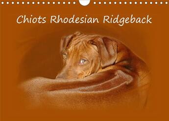 Couverture du livre « Chiots rhodesian ridgeback calendrier mural 2020 din a4 horizontal - photographies de chiots de rho (édition 2020) » de Van Wyk Www.G aux éditions Calvendo