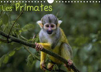 Couverture du livre « Les primates calendrier mural 2020 din a4 horizontal - retrouvez les portraits des pr » de Franckfotograph aux éditions Calvendo