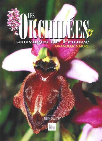 Couverture du livre « Les orchidées sauvages de france » de Remy Souche aux éditions Creations Du Pelican