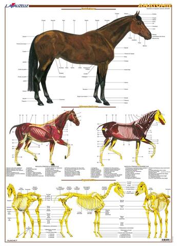 Couverture du livre « Planche Hippologie - Anatomie » de Lavauzelle aux éditions Lavauzelle