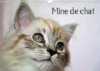 Couverture du livre « Mine de chat (Calendrier mural 2020 DIN A4 horizontal) ; Photos fascinantes des tigres de salon prises de très près. (Calendrier mensuel, 14 Pages ) » de Jennifer Chrystal aux éditions Calvendo