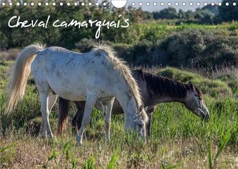 Couverture du livre « Cheval camarguais (Calendrier mural 2020 DIN A4 horizontal) ; La beauté du cheval semi-sauvage (Calendrier mensuel, 14 Pages ) » de Francis Demange aux éditions Calvendo