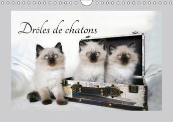 Couverture du livre « Droles de chatons calendrier mural 2018 din a4 horizontal - ils vous donneront le sourire » de Chrystal J aux éditions Calvendo