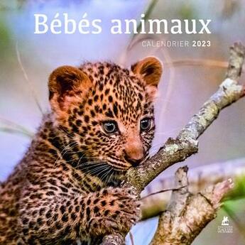 Couverture du livre « Calendrier bébés animaux (édition 2023) » de  aux éditions Place Des Victoires