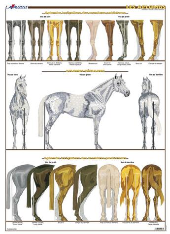 Couverture du livre « Planche Hippologie - Les Aplombs » de Lavauzelle aux éditions Lavauzelle