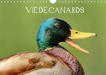 Couverture du livre « Vie de canards (Calendrier mural 2020 DIN A4 horizontal) ; Canards aux magnifiques couleurs (Calendrier mensuel, 14 Pages ) » de K.A. Mariephotos aux éditions Calvendo