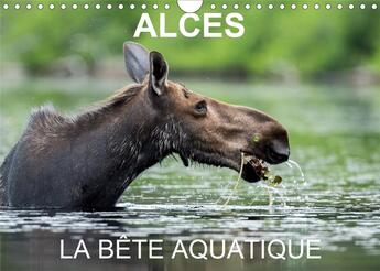 Couverture du livre « Alces la bete aquatique calendrier mural 2020 din a4 horizontal - 13 photos d orignaux dans leur » de Philippe Henry aux éditions Calvendo