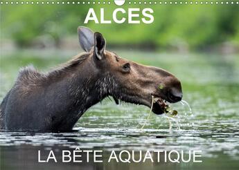 Couverture du livre « Alces la bete aquatique calendrier mural 2020 din a3 horizontal - 13 photos d orignaux dans leur » de Philippe Henry aux éditions Calvendo