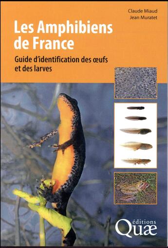 Couverture du livre « Les amphibiens de France ; guide d'identification des oeufs et des larves (2e édition) » de Miaud/Muratet aux éditions Quae