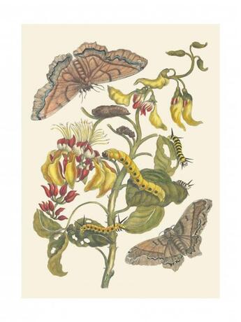 Couverture du livre « Tirage : palissade et papillons » de Anna Maria Sybilla Merian aux éditions Reliefs Editions