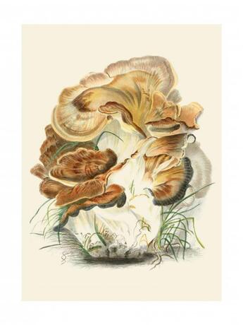 Couverture du livre « Tirage : polyporus giganteus » de Anna Maria Hussey aux éditions Reliefs Editions