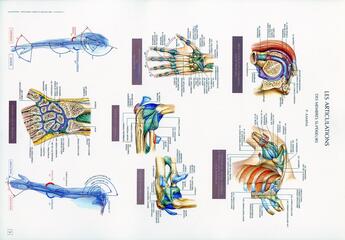 Couverture du livre « Schemas de travaux pratiques d'anatomie ; planches d'anatomie t.5 ; les articulations des membres superieurs » de Pierre Kamina aux éditions Maloine