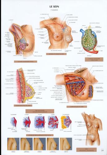 Couverture du livre « Schémas de travaux pratiques d'anatomie ; planches d'anatomie t.24 ; le sein » de Pierre Kamina aux éditions Maloine