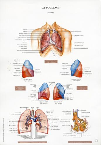 Couverture du livre « Schémas de travaux pratiques d'anatomie ; planches d'anatomie t.12 ; les poumons » de Pierre Kamina aux éditions Maloine