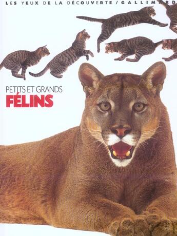 Couverture du livre « PETITS ET GRANDS FELINS » de Clutton-Brock/King aux éditions Gallimard-jeunesse