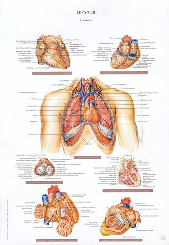 Couverture du livre « Schémas de travaux pratiques d'anatomie ; planches d'anatomie t.9 ; le coeur » de Pierre Kamina aux éditions Maloine