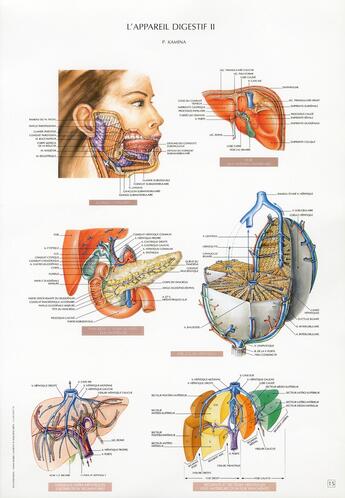 Couverture du livre « Schemas de travaux pratiques d'anatomie ; planches d'anatomie t.15 ; l'appareil digestif 2 » de Pierre Kamina aux éditions Maloine