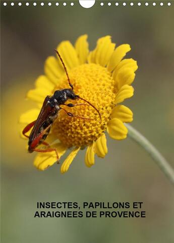 Couverture du livre « Insectes, papillons et araignées de Provence (Calendrier mural 2020 DIN A4 vertical) ; Les insectes, papillons et araignées de nos belles prairies (Calendrier mensuel, 14 Pages ) » de Martine Julien aux éditions Calvendo