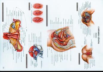 Couverture du livre « Schemas de travaux pratiques d'anatomie ; planches d'anatomie t.18 ; l'appareil genital feminin » de Pierre Kamina aux éditions Maloine